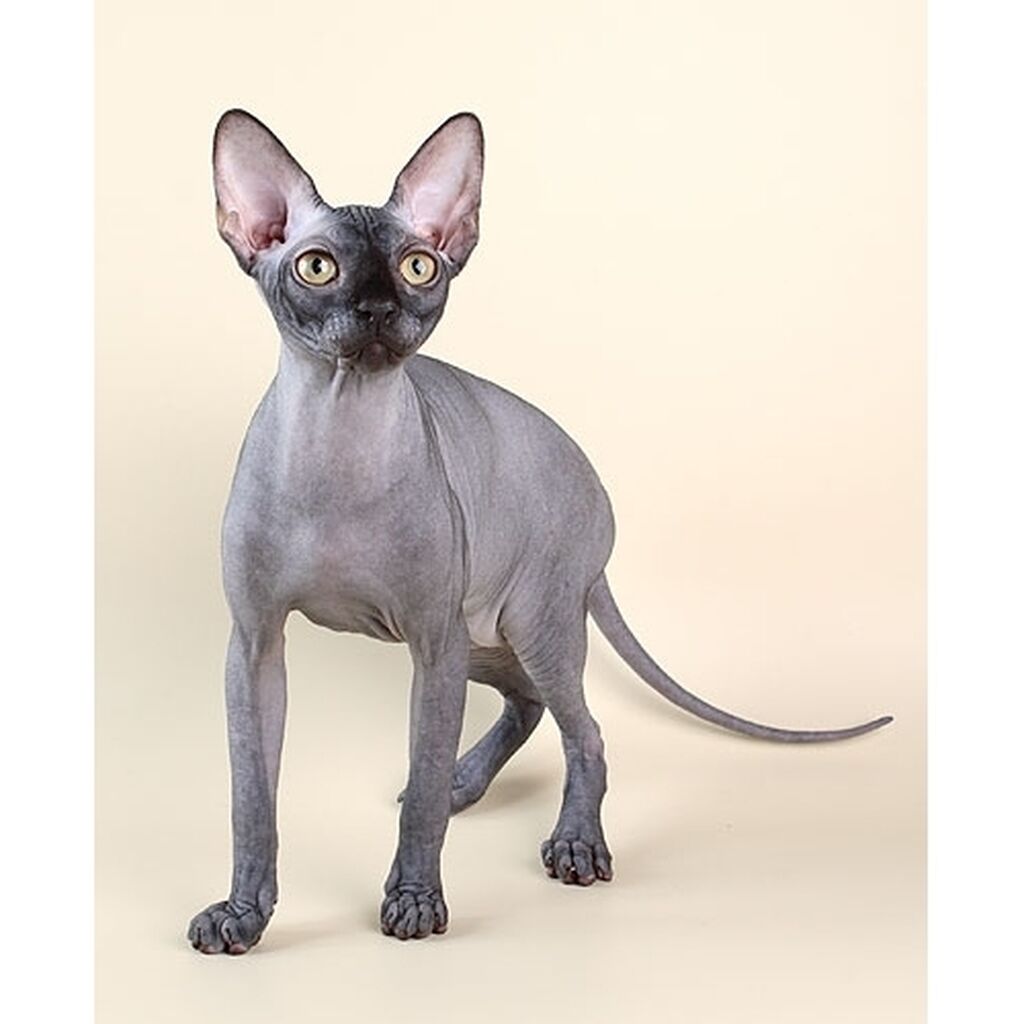 Сфинкс (порода кошек) характер. Донской сфинкс описание породы. Донской канадский и петерболд. Содержание канадского сфинкса. Доклад о породе кошек сфинкс.