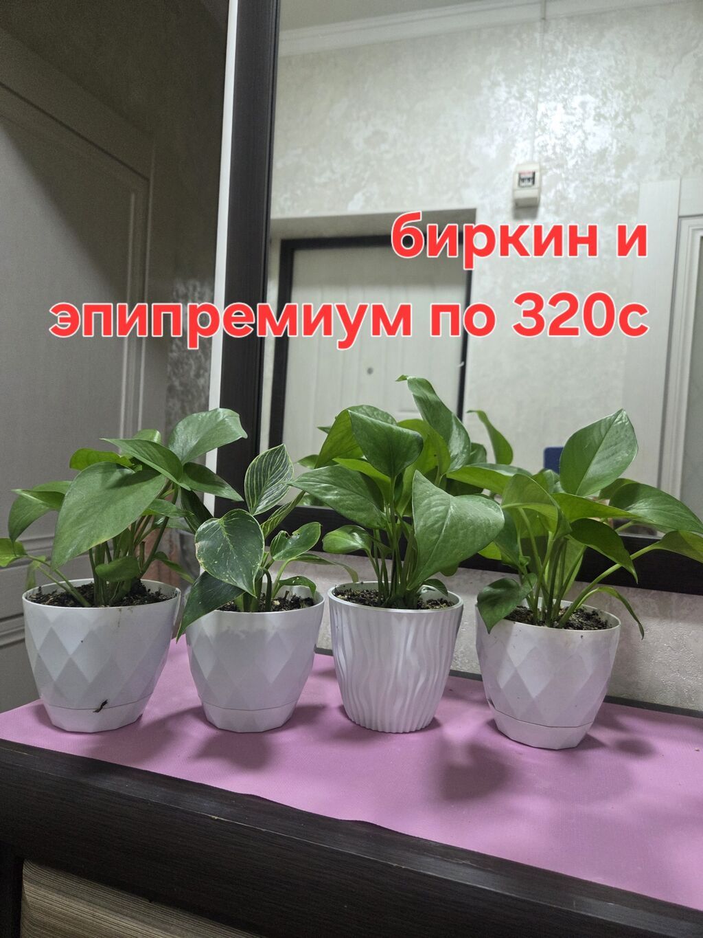 Комнатные растения в горшках. Выбор: - Зигокактус: фото 3