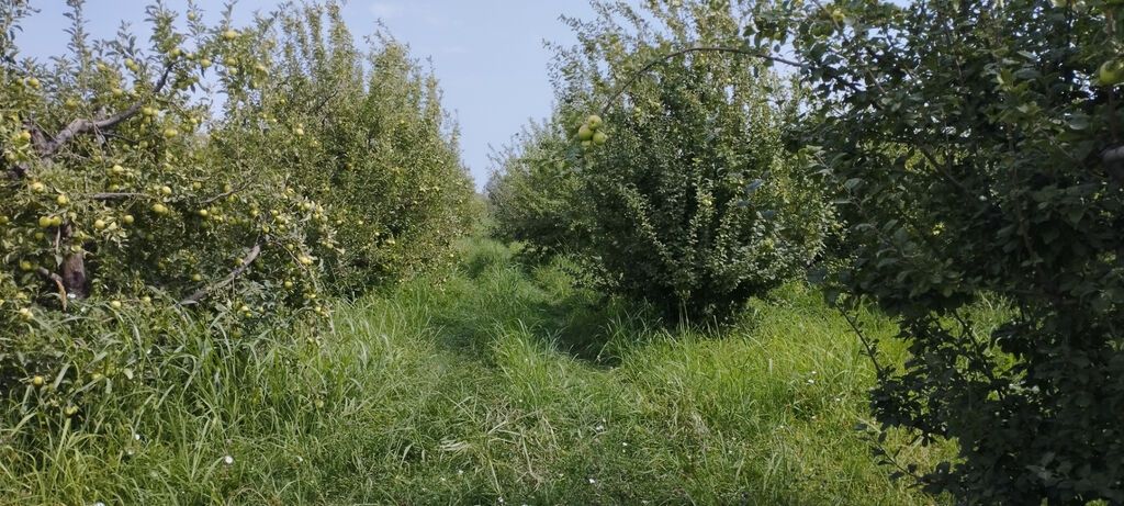 Torpaq, 115 sot, satılır, Quba — 15