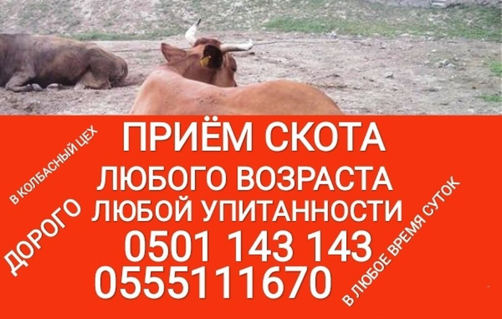Колбасный цех : Коровы, быки, Лошади, кони, | Круглосуточно, Любое состояние, Забитый