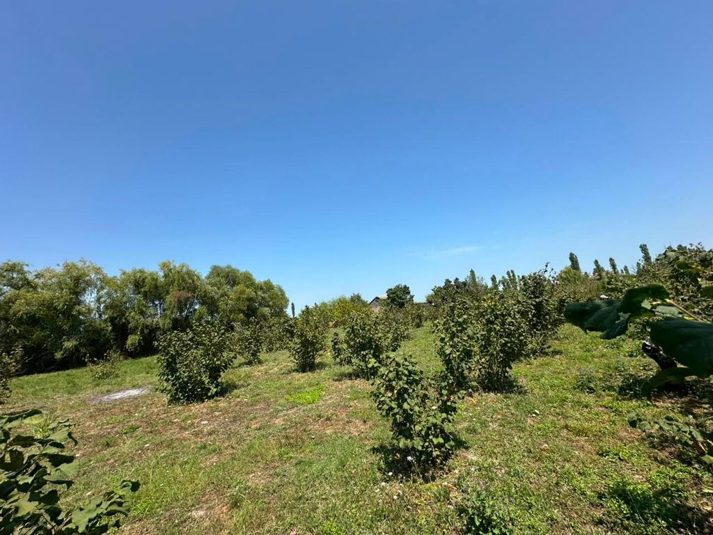20 sot, Tikinti, Mülkiyyətçi, Kupça (Çıxarış)