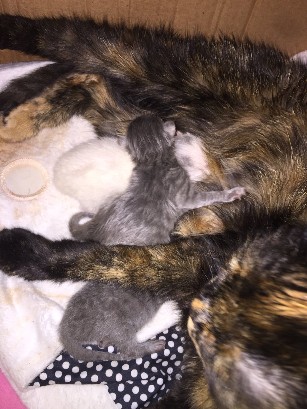 Коты: на lalafo.az в Баку