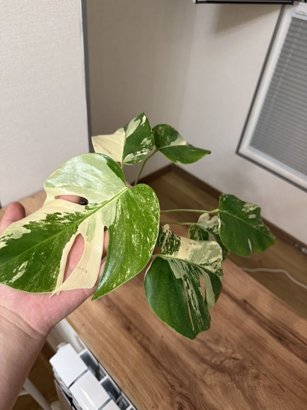 Монстера альба (Monstera deliciosa variegata) в горшке - Эффектные: фото 2