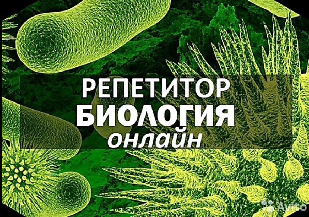 Решение По Фото Биология