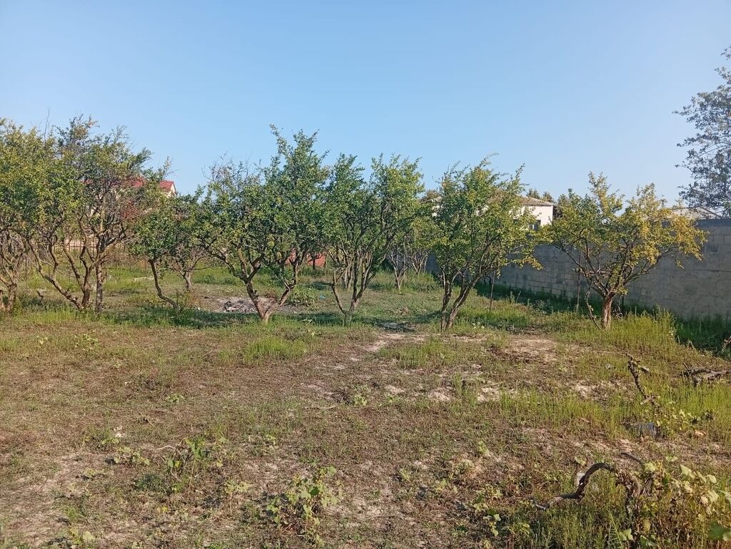 21 sot, Tikinti, Kupça (Çıxarış)