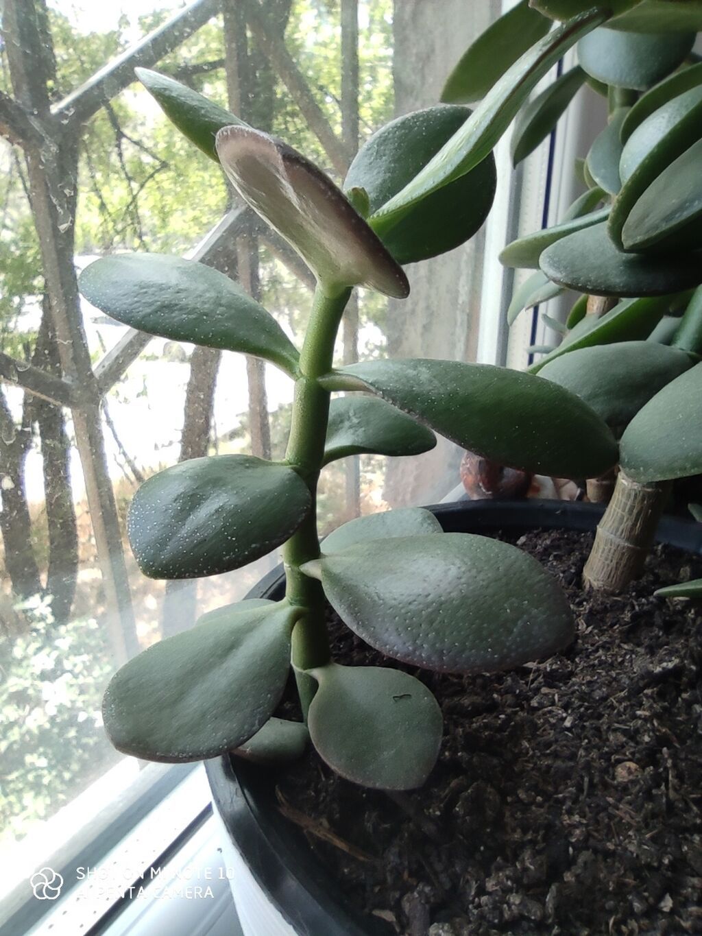 Толстянка (Crassula ovata, «денежное дерево») в декоративных горшках: фото 6