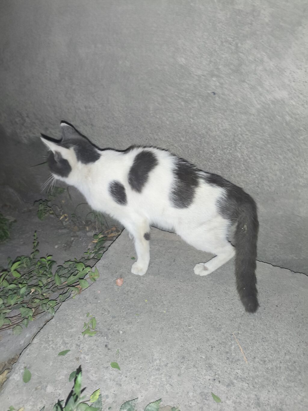 Кошка девочка, 1 год, в добрые руки: фото 2
