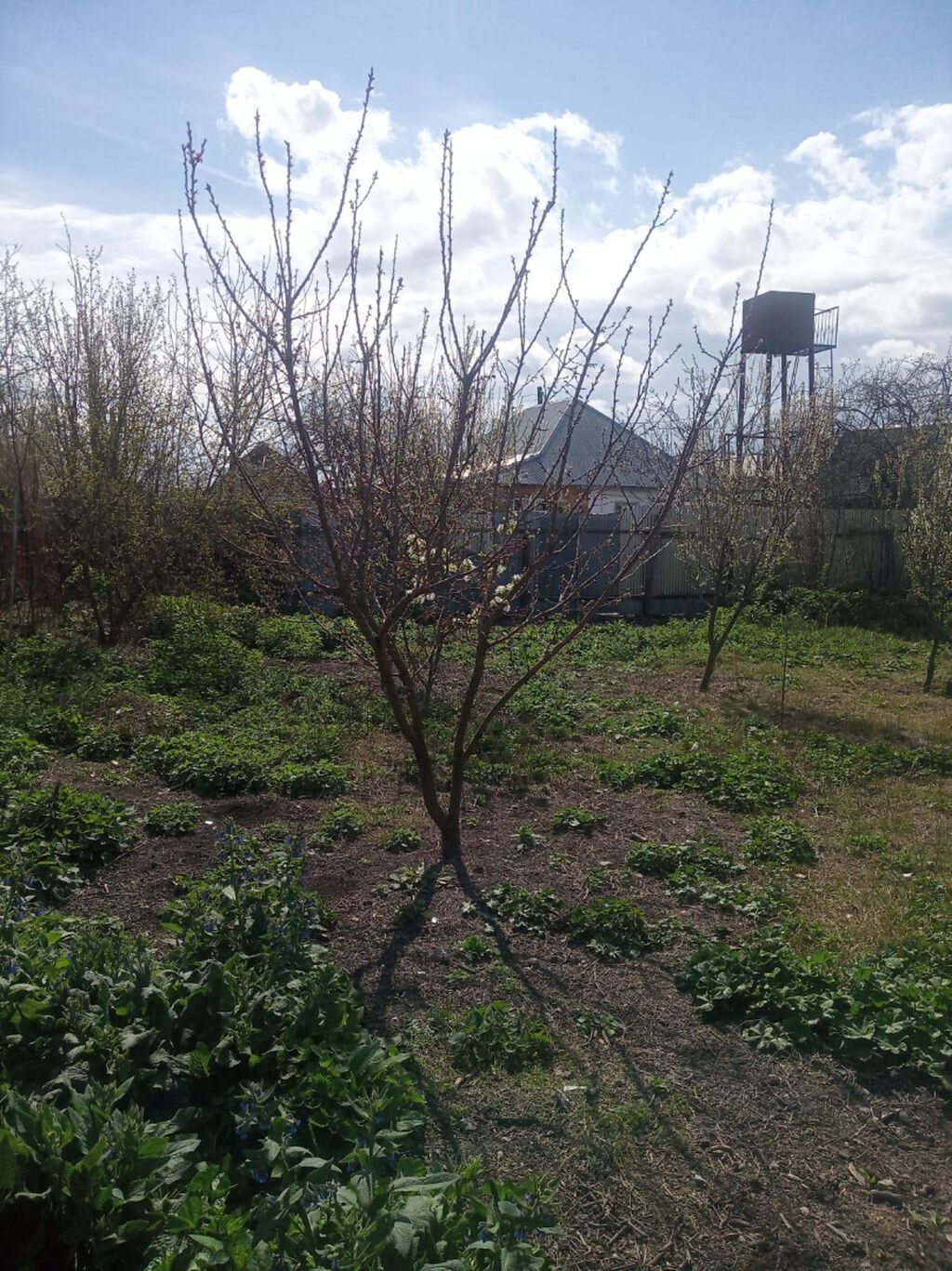 6 sot, Tikinti, Mülkiyyətçi, Kupça (Çıxarış)