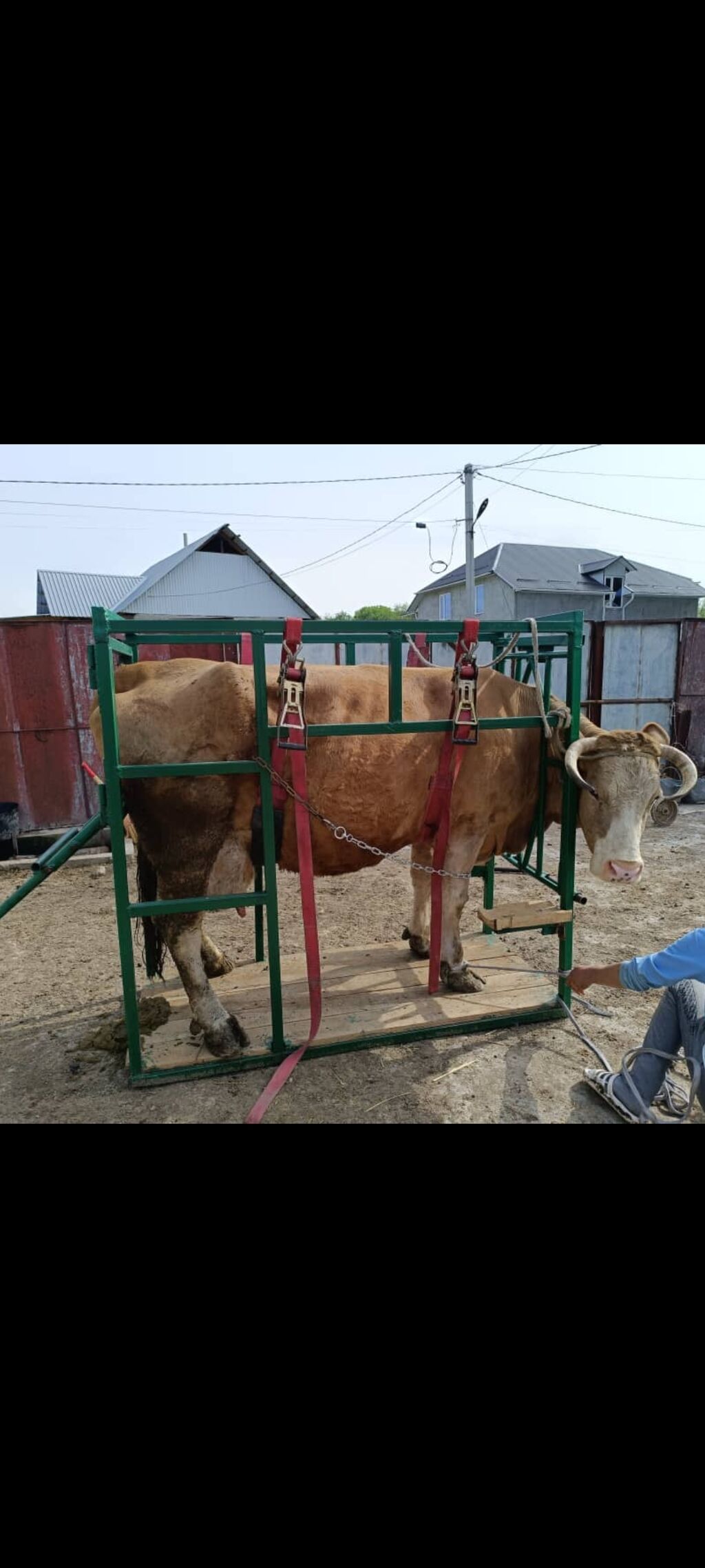 Выездная обрезка копыт район эропорт манас,: 1300 KGS ᐈ Услуги ветеринара |  Манас | 83519676 ➤ lalafo.kg