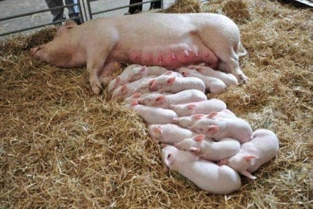 Сколько опоросов у свиньи. Свиноматка с поросятами.