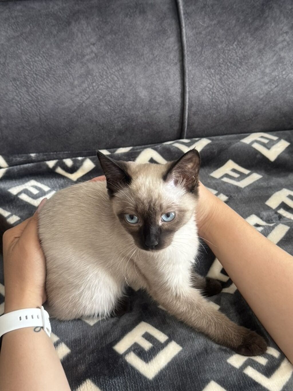 Сиамский котёнок с голубыми глазами Описание: - Окрас: колор‑пойнт —: фото 2