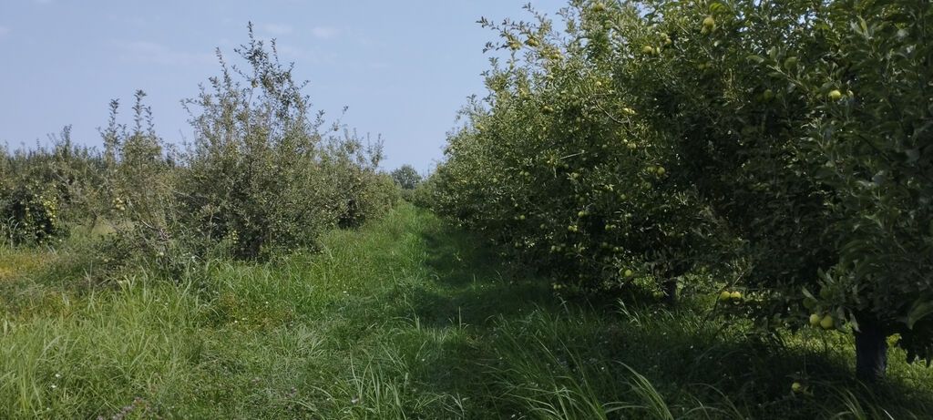 Torpaq, 115 sot, satılır, Quba — 12