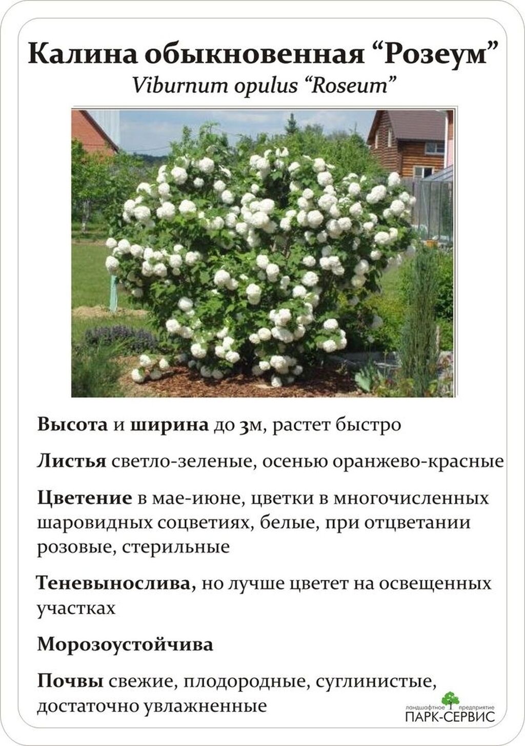 Калина обыкновенная Розеум высота