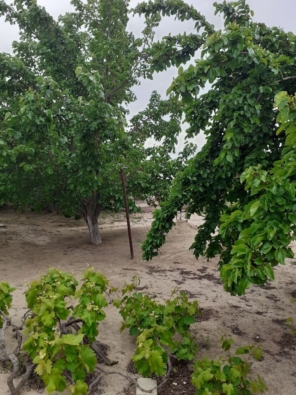 Saray, 90 kv. m, 3 otaqlı, İnternet, Telefon, Artezian quyusu
