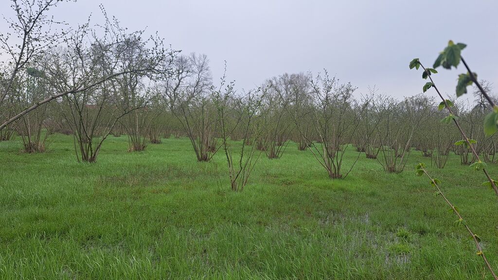 150 sot, Kənd təsərrüfatı, Kupça (Çıxarış)