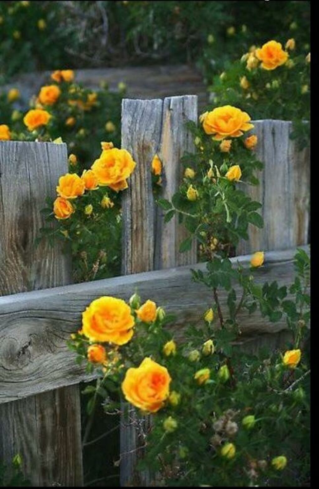 Цветы на заборе