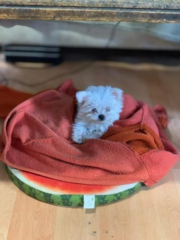Για σκύλους: Maltese toy mini ΜΑΛΤΕΖ σε lalafo.gr Maltese toy mini ΜΑΛΤΕΖ σε Αθήνα