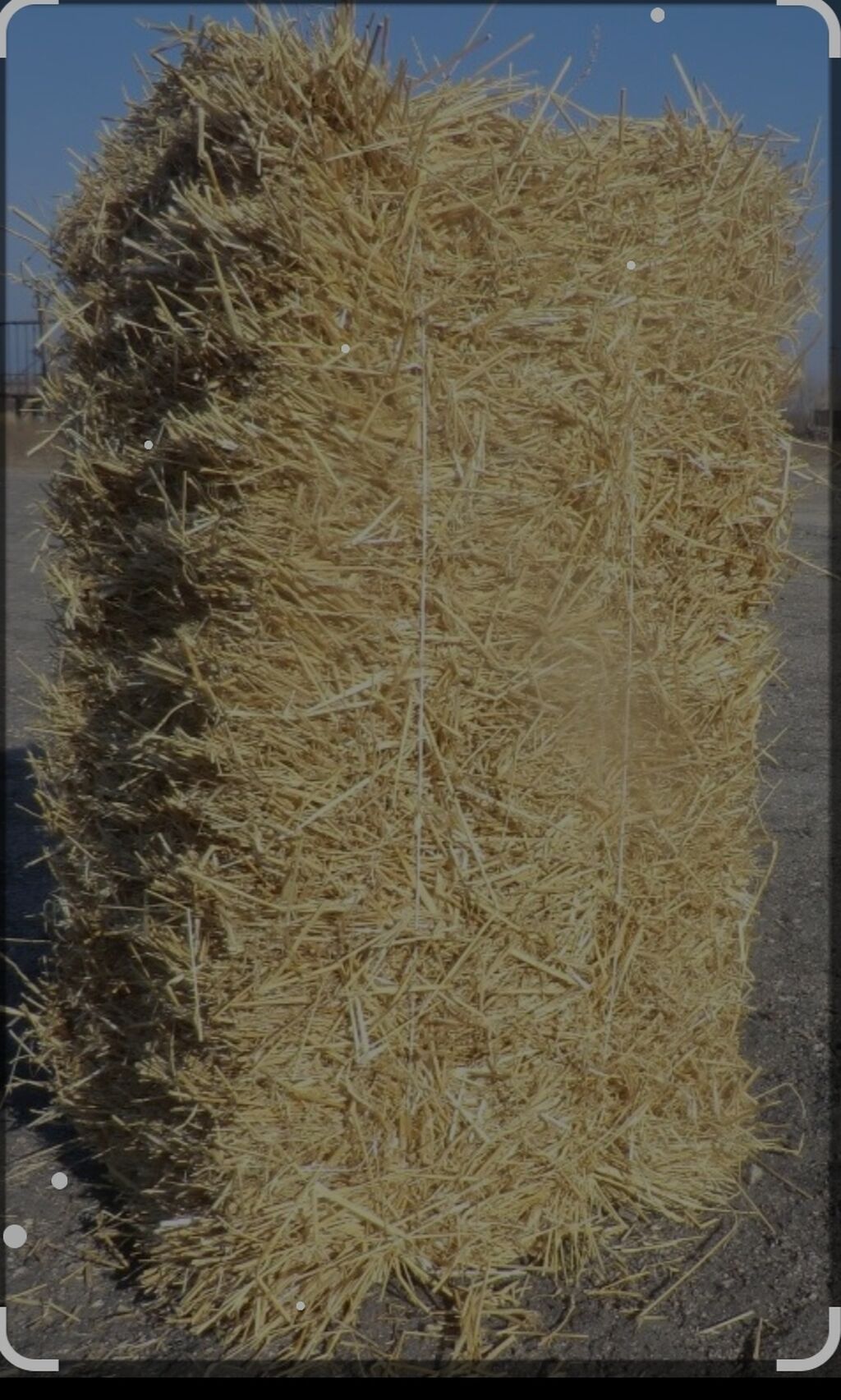 Продается салома ячневая,пшеничная | Договорная | Корма для с/х ...