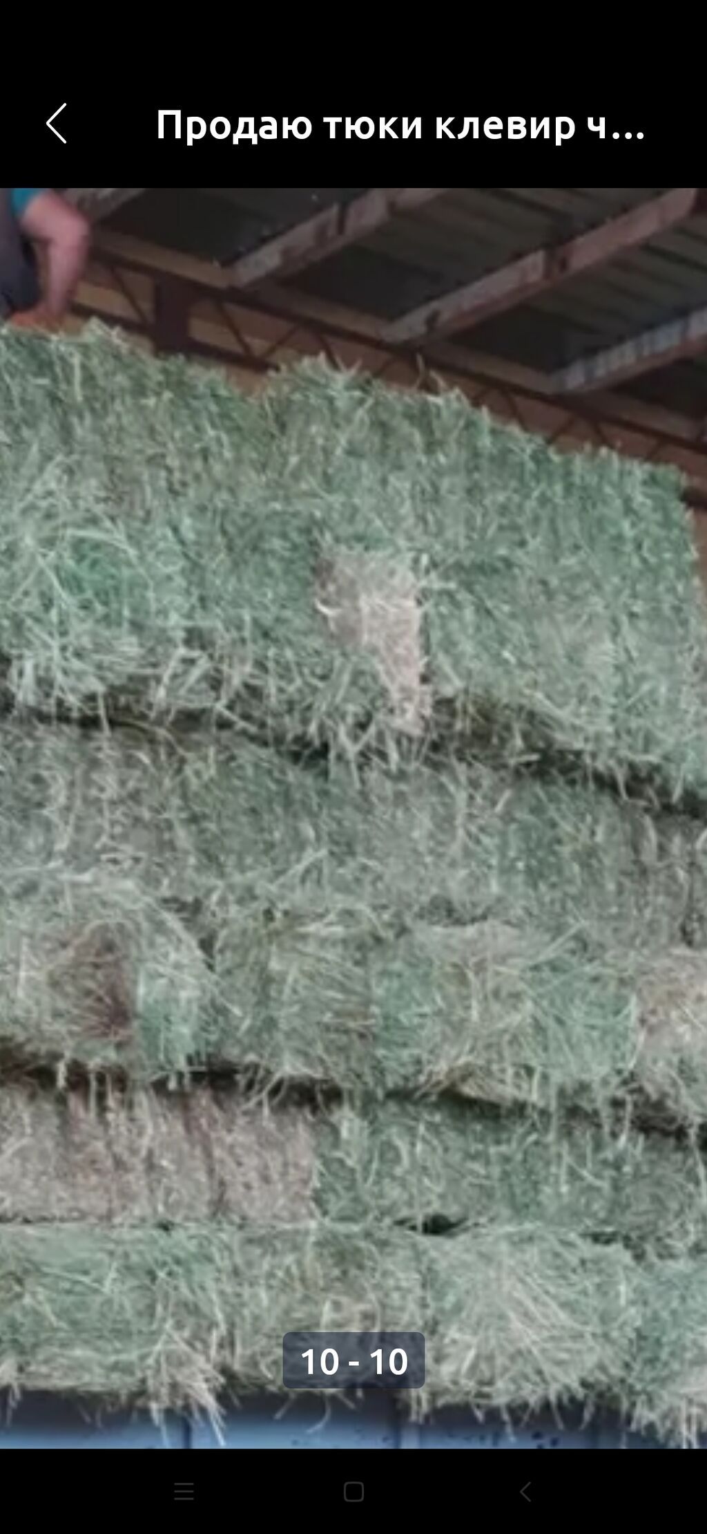 Продаю тюки чистый клевер второй и третий кос без доставки с места: фото 7