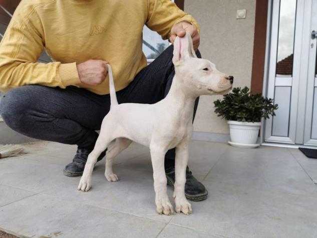 Για σκύλους: Dogo Argentino Ντόγκο Αρτζεντίνο σε lalafo.gr Dogo Argentino Ντόγκο Αρτζεντίνο σε Αθήνα