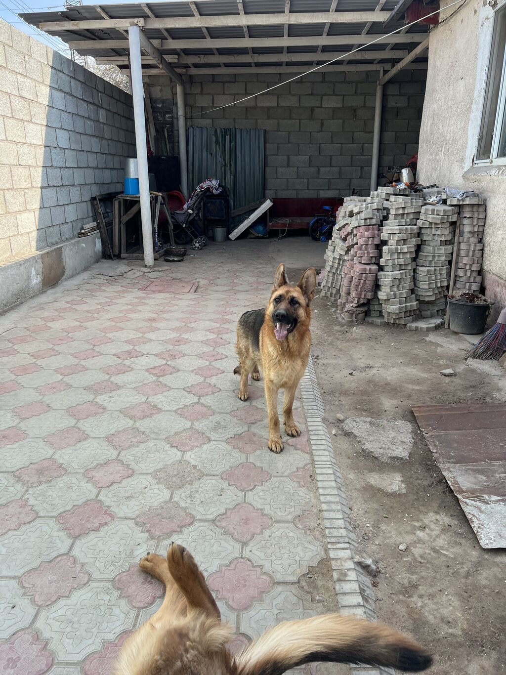 Немецкая овчарка, 5 лет, Самка, С прививкой, С родословной: фото 2