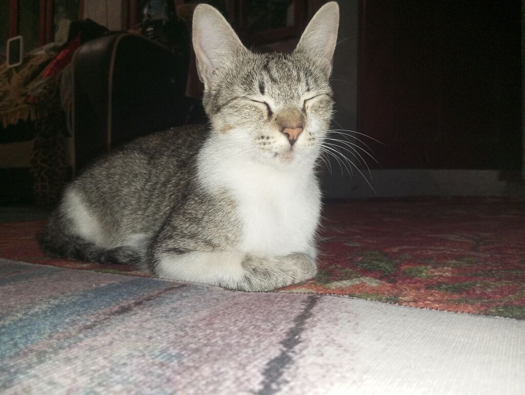 Котята от домашней кошки - Помёт из трёх котят: тигровый табби: фото 8