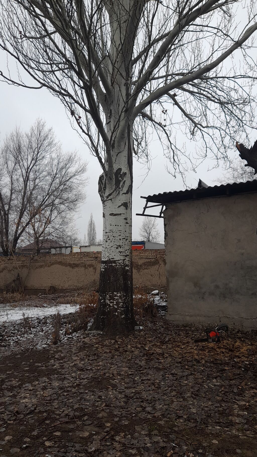 Услуга по выкупу тополей. - Покупаем тополь (в т.ч. крупномерные: фото 4