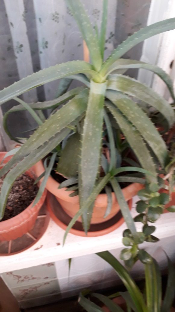 Aloe: Temiz mualicei aloe vera satilir - lalafo.az Bakı şəhərində Temiz mualicei aloe vera satilir