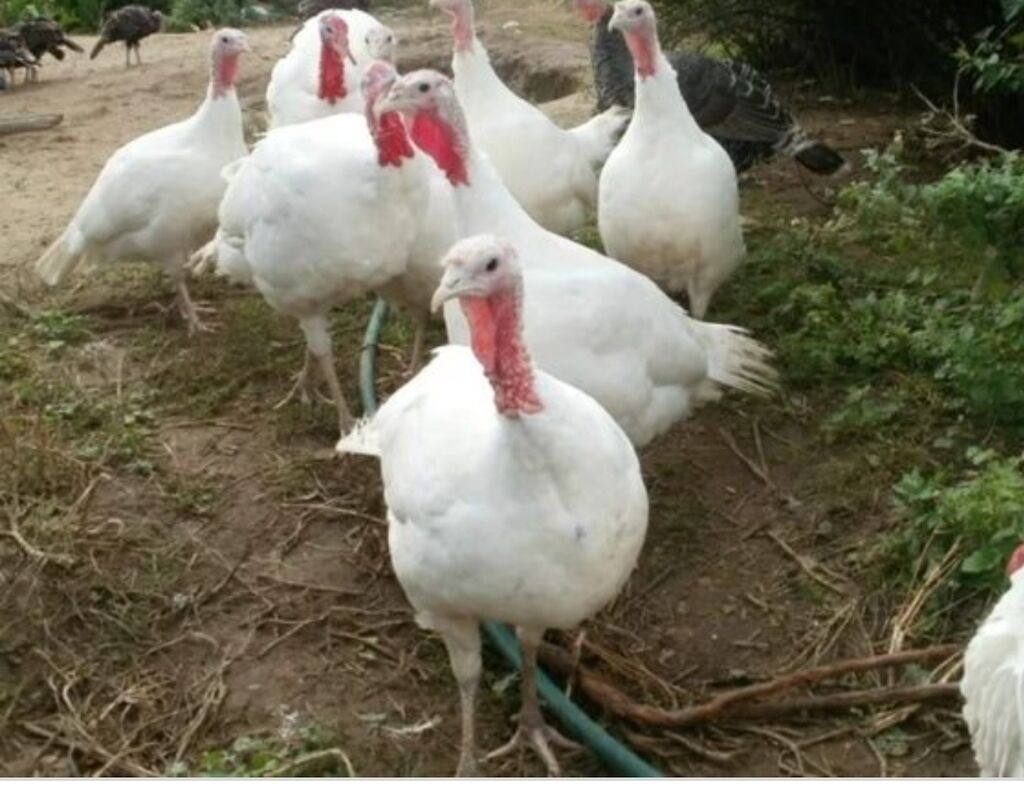 Купить Индюшат Белая Широкогрудая