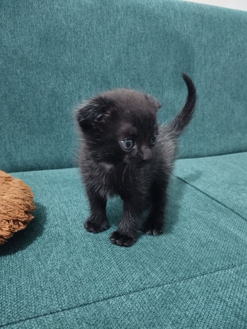 Черный котёнок, шотландский вислоухий, приучается к лотку. Отличный: фото 3