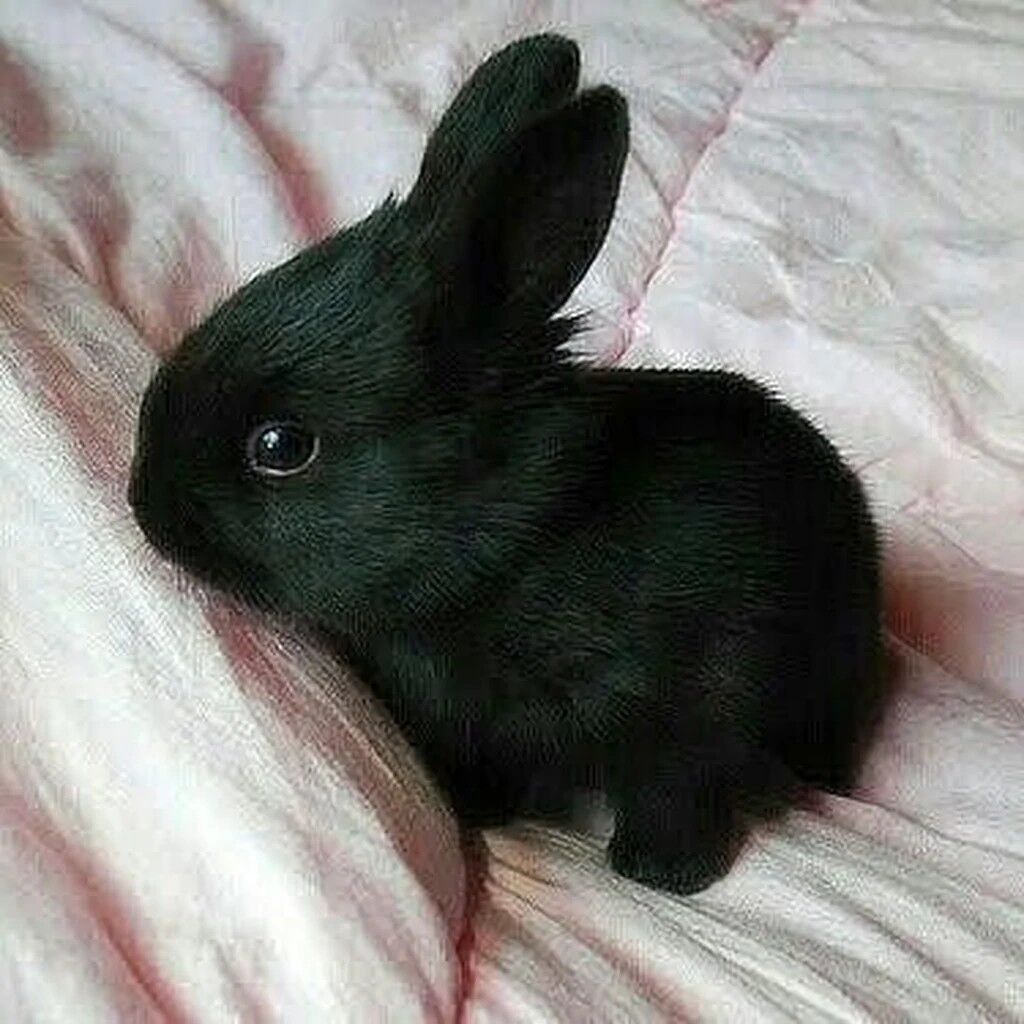 картинки черного кролика