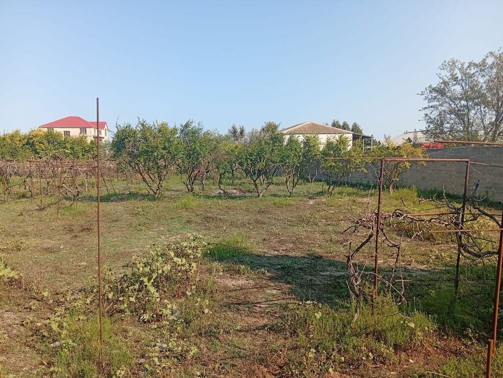 21 sot, Tikinti, Kupça (Çıxarış)