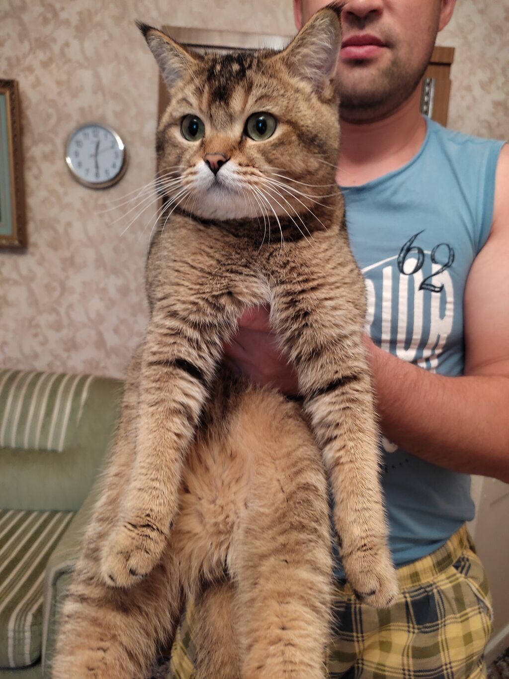 Кот для вязки (скотиш страйт), возраст | 2000 KGS | Коты Лебединовка ᐈ ...