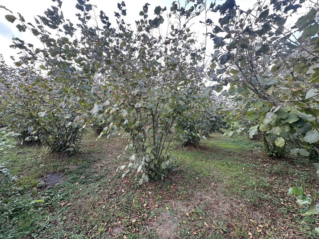 32 sot, Kənd təsərrüfatı, Mülkiyyətçi, Kupça (Çıxarış)