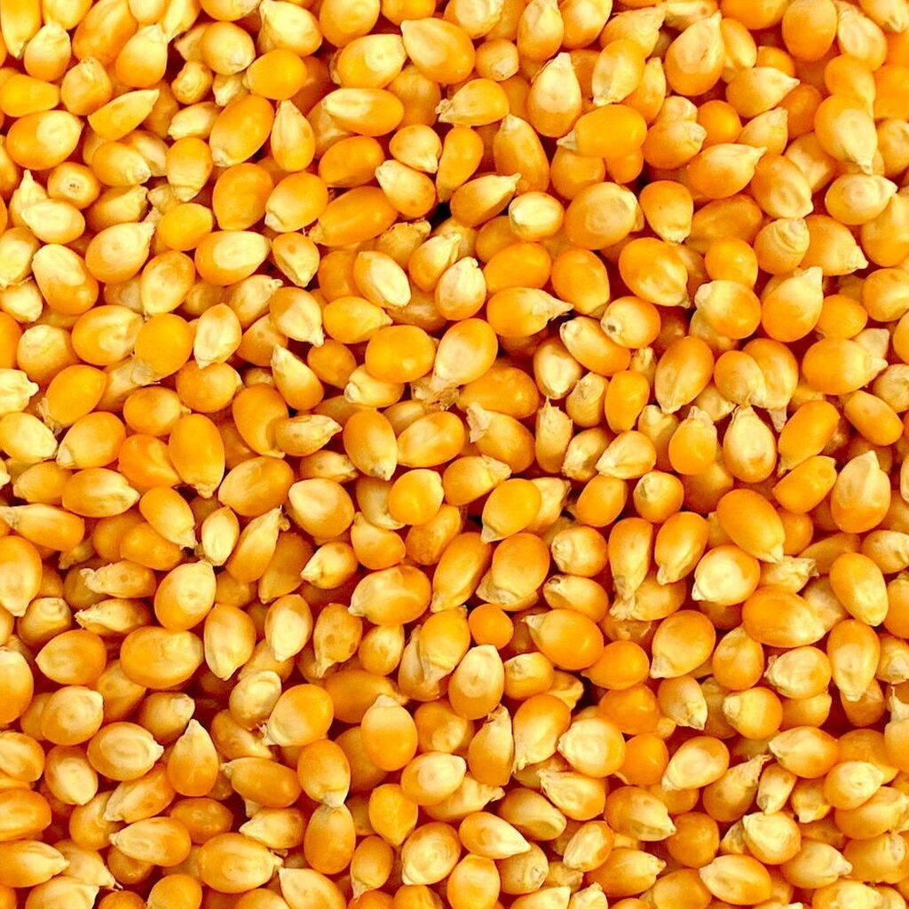 Кукурузный цвет