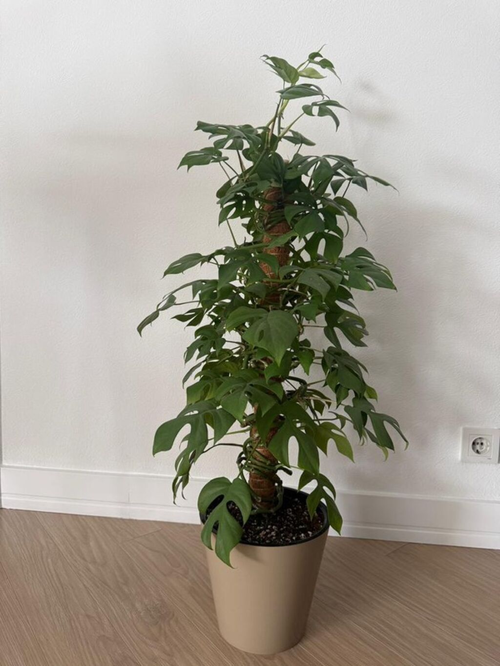 Монстера минима (Monstera minima) на кокосовой опоре - Вьющаяся форма: фото 4