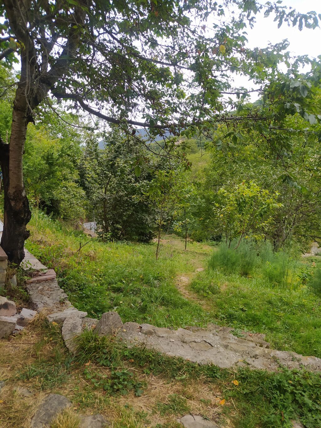 Dağ-meşə mənzərəli kənd evi – qonaqlama üçün - Yaşıllıqla əhatə