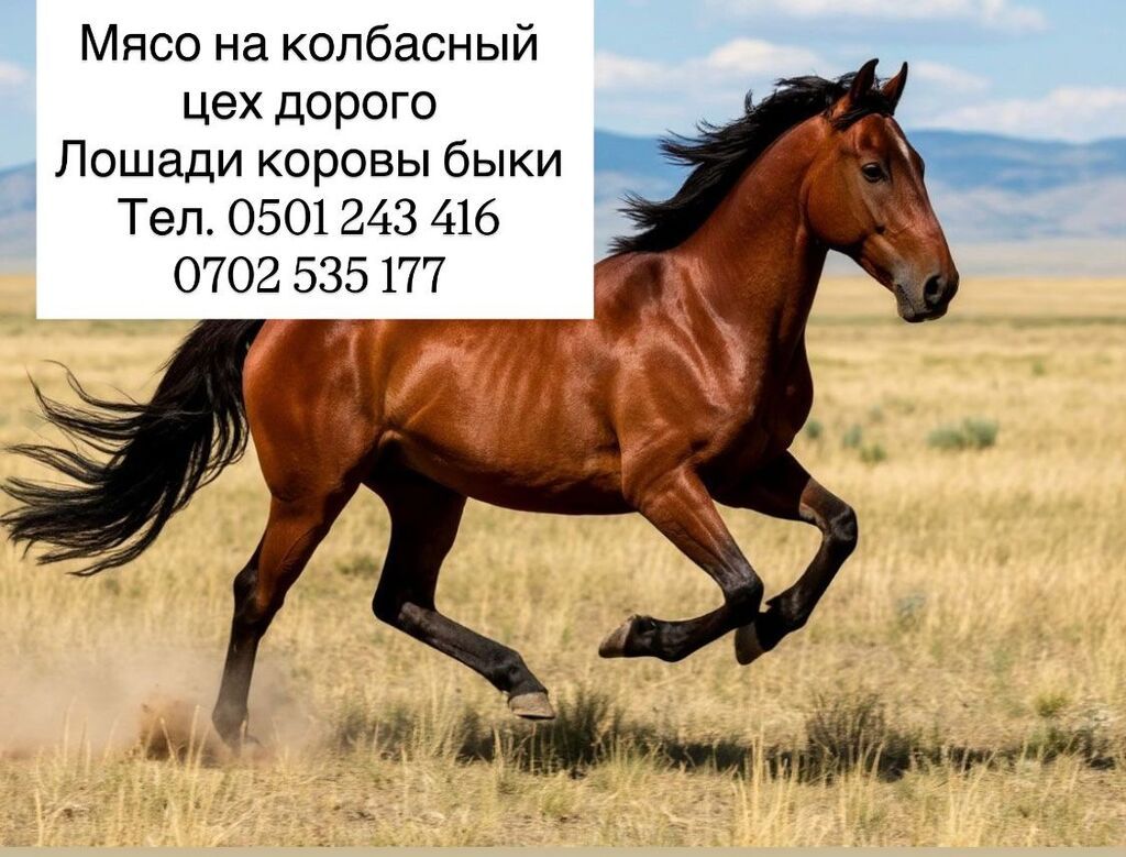 Колбасный цех : Лошади, кони, | На забой, на мясо: фото 1