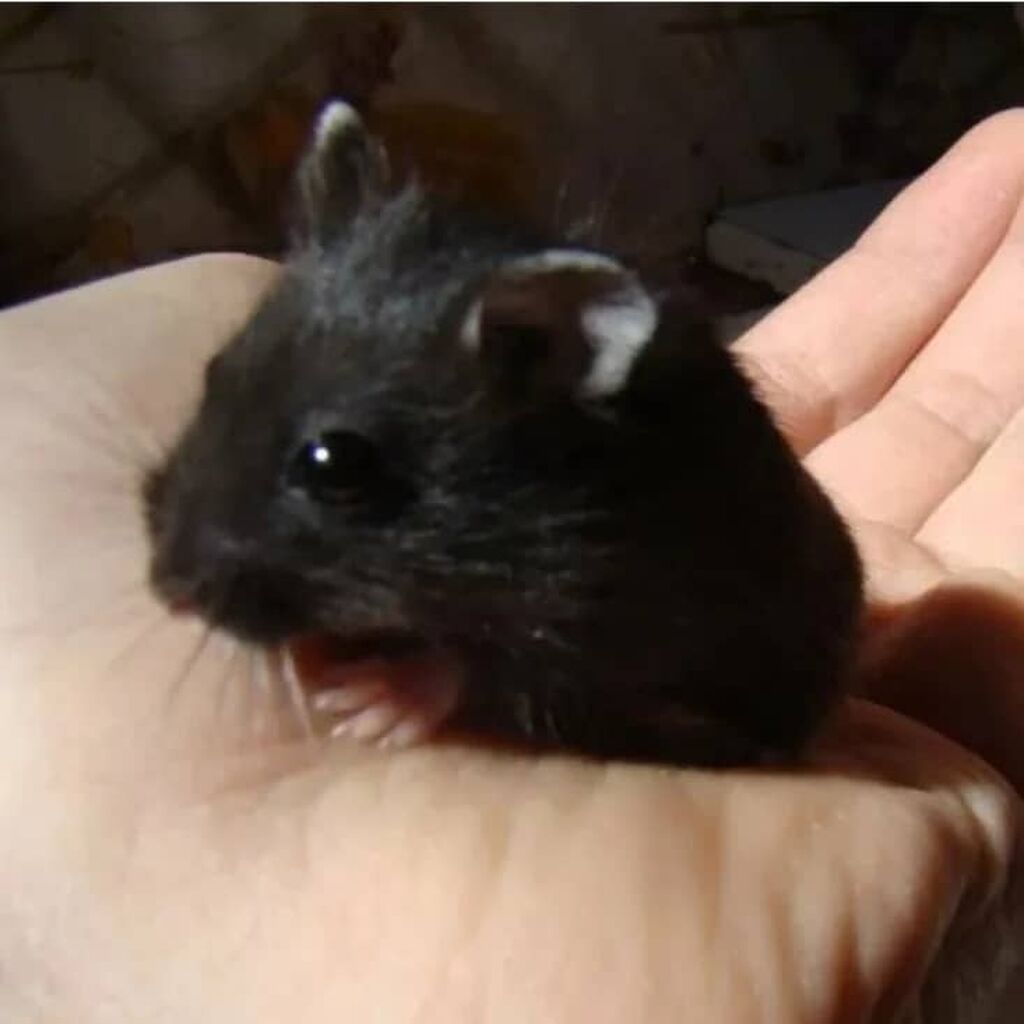 Сирийский Хомяк Черно Белый - 29 фото