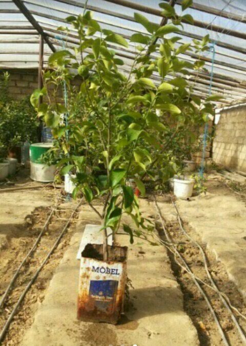 Limon: Ordubad limonu naxcvandan getrlib.vasaba yazin - lalafo.az Bakı şəhərində Ordubad limonu naxcvandan getrlib.vasaba yazin