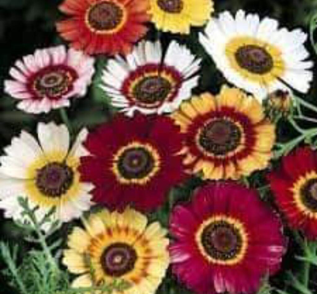 Semena i sadnice: Ivančica ili Margareta Cena:550 din Pakovanje 2gr Višegodišnja biljka