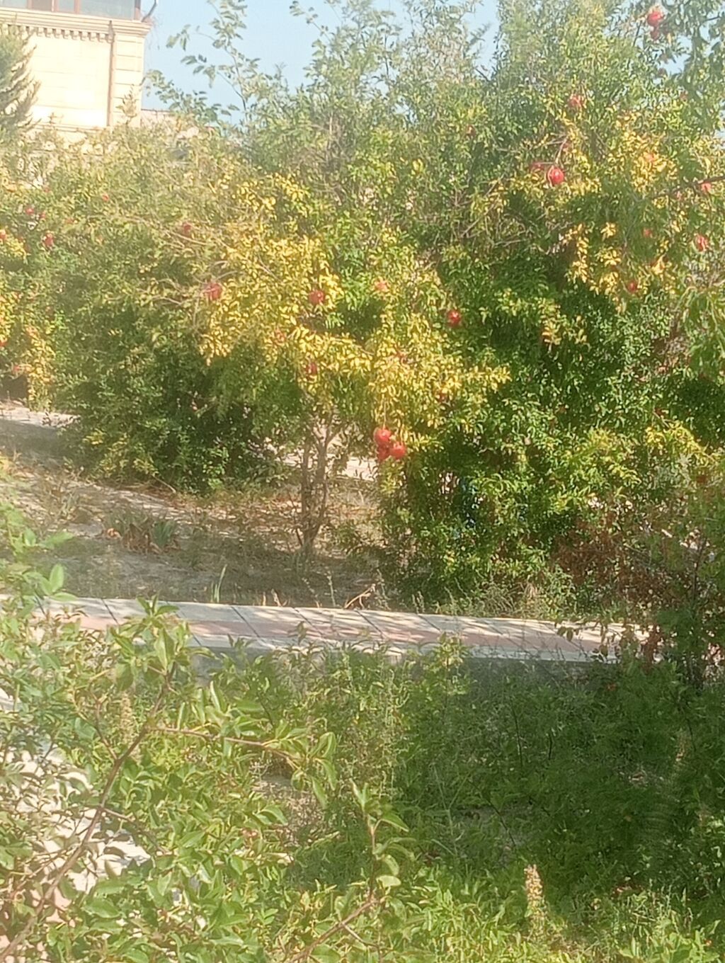 Tikinti