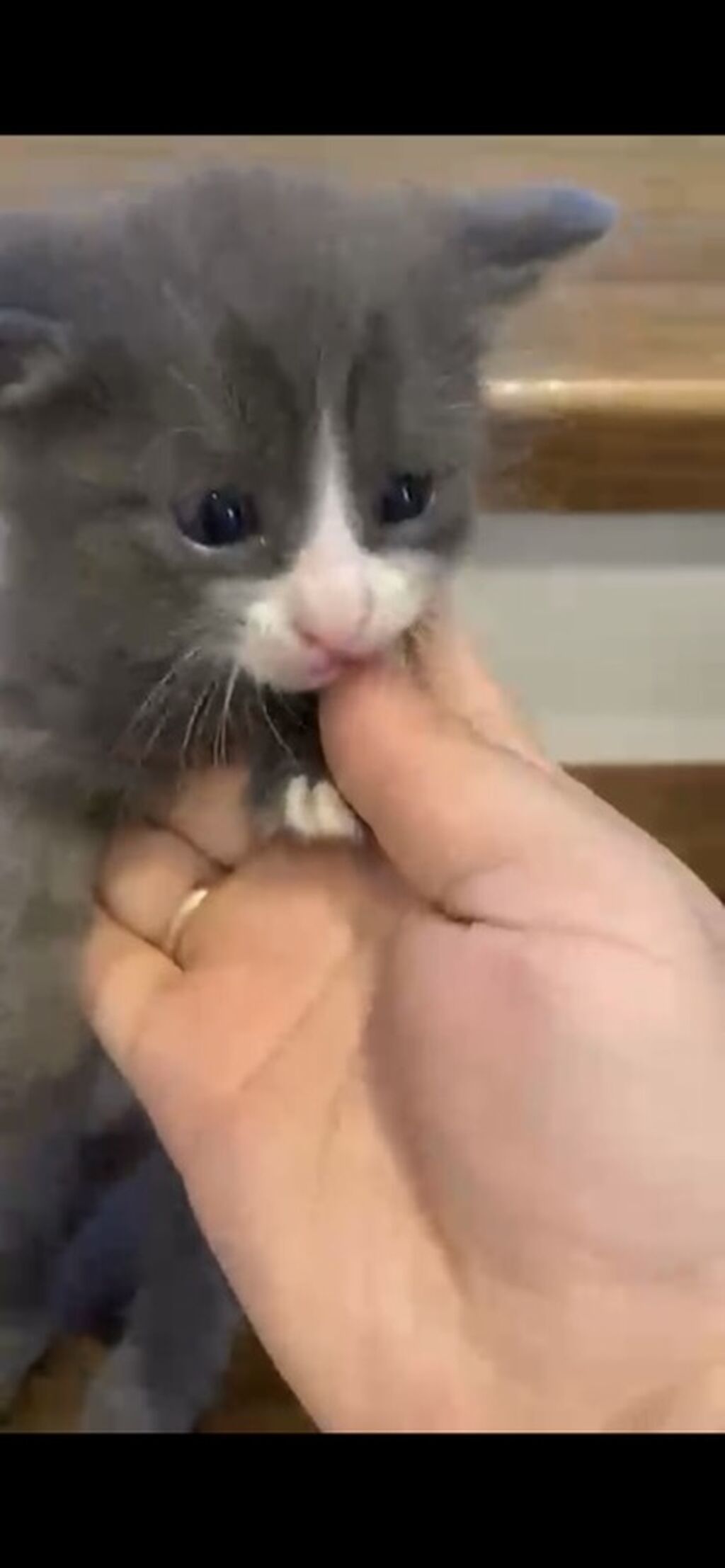 Котята, домашний помет. Описание: - Милые котята с разным окрасом: фото 2