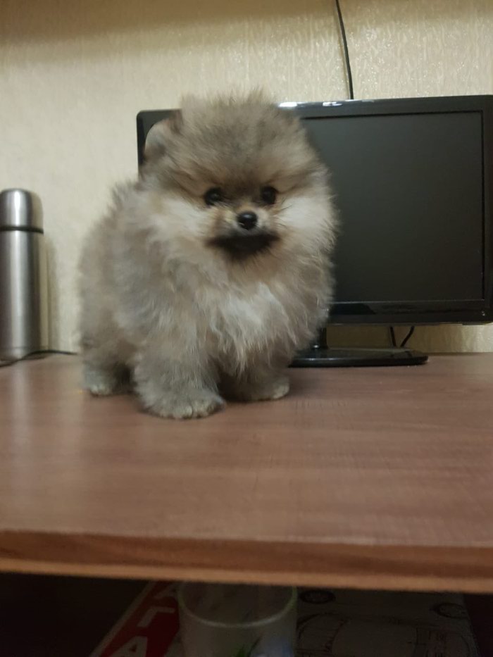 Собаки: на lalafo.tj в Баку