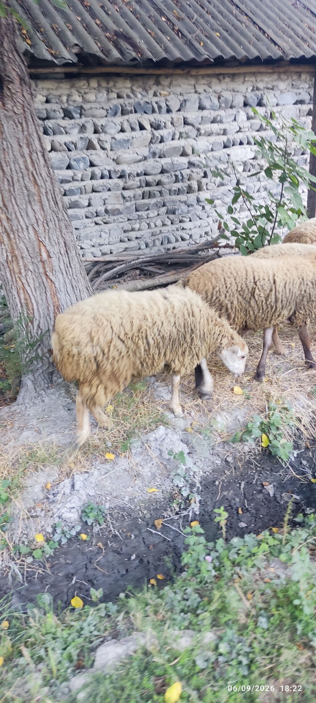 Qoyunlar – yerli cins, qəhvəyi-sarı yun örtüklü. Şəkillərdə bir neçə