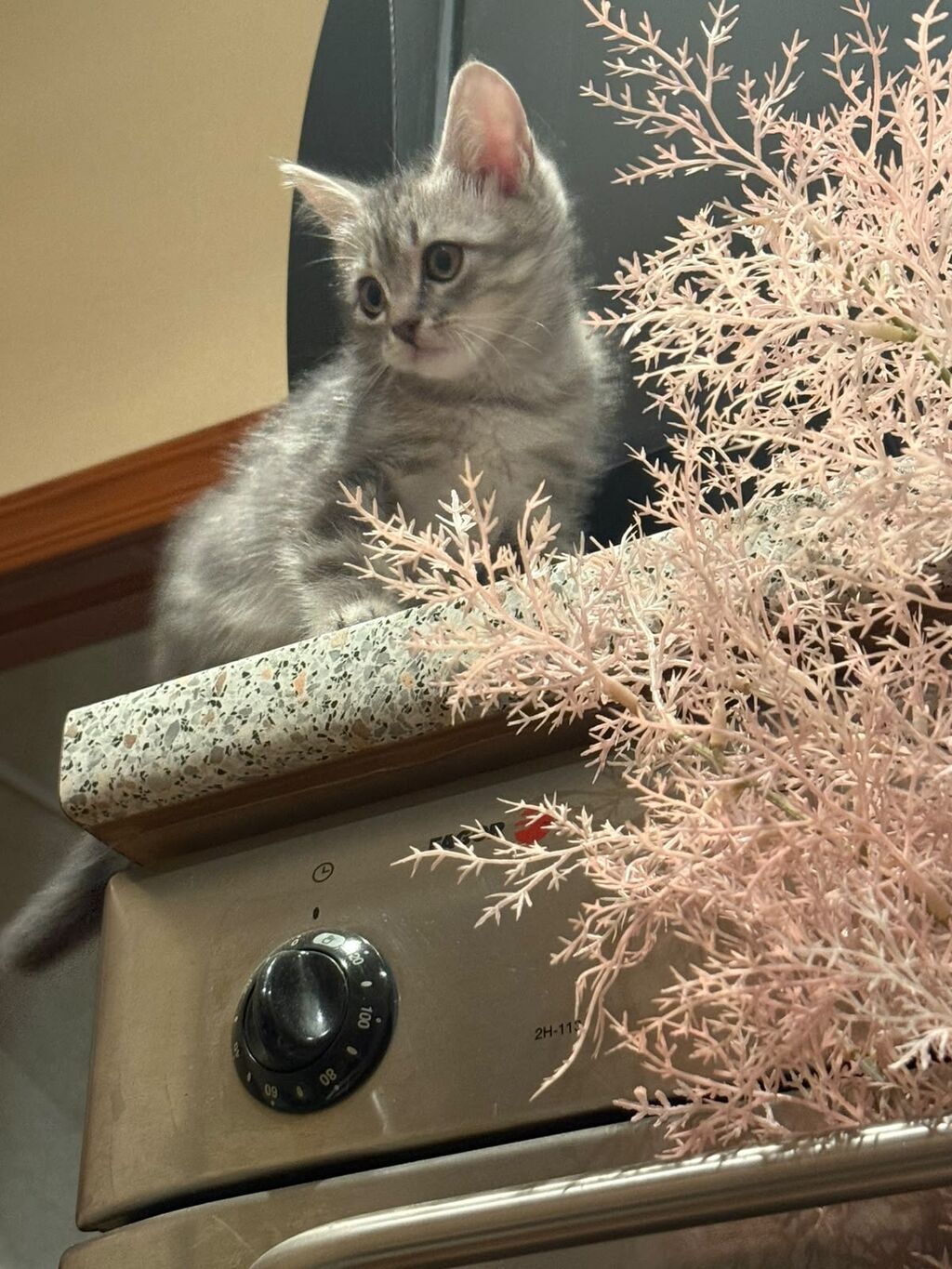 Котята возраст 1,5 месяцев и 2,5 месяца . Девочки и мальчики: фото 1