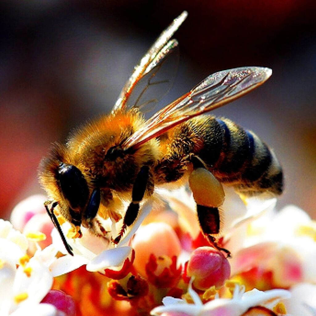 Bee. Хоней пчёла. Медоносная пчела Майский Жук. Пчела на цветке. Красивая пчела.