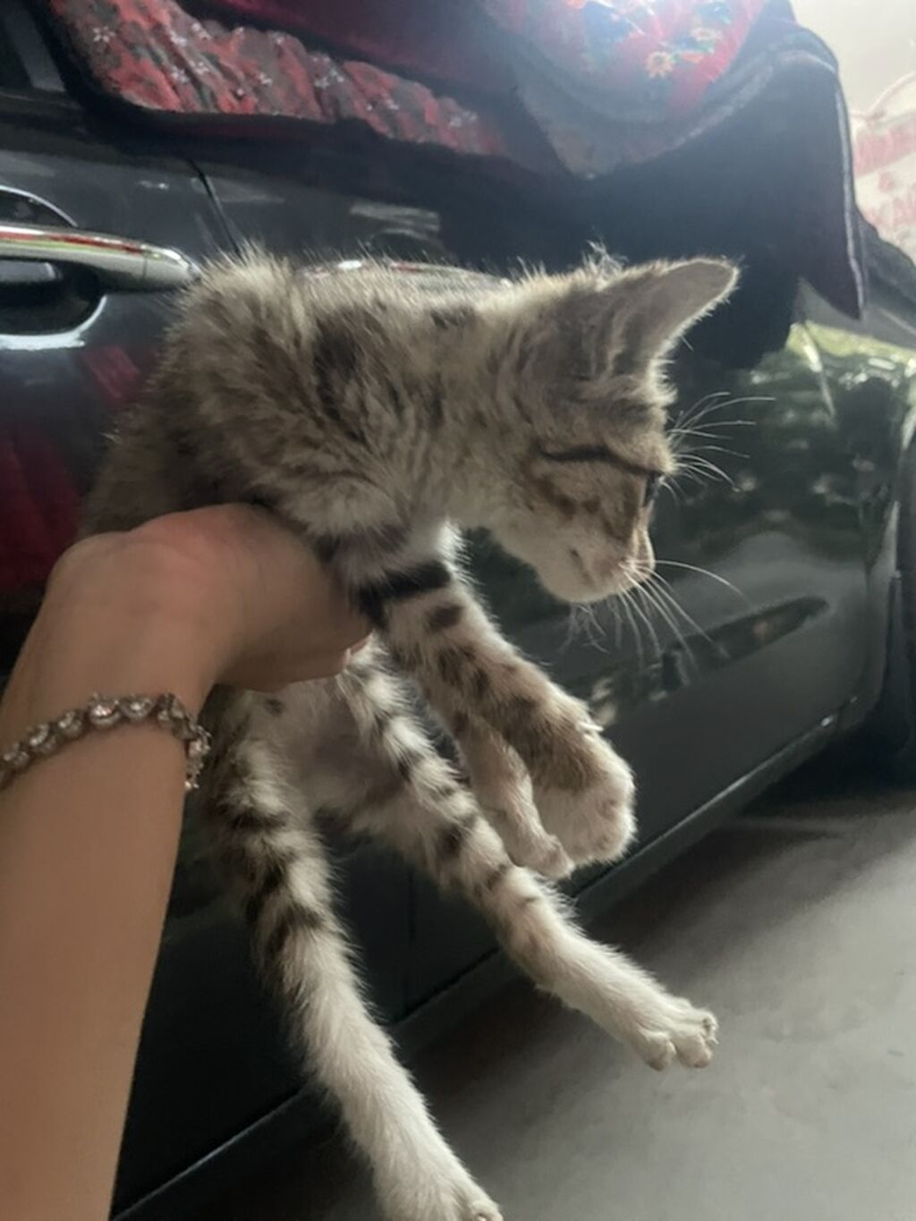 Котёнок, короткошёрстный, окраса табби (серо-коричневый тигровый с: фото 4