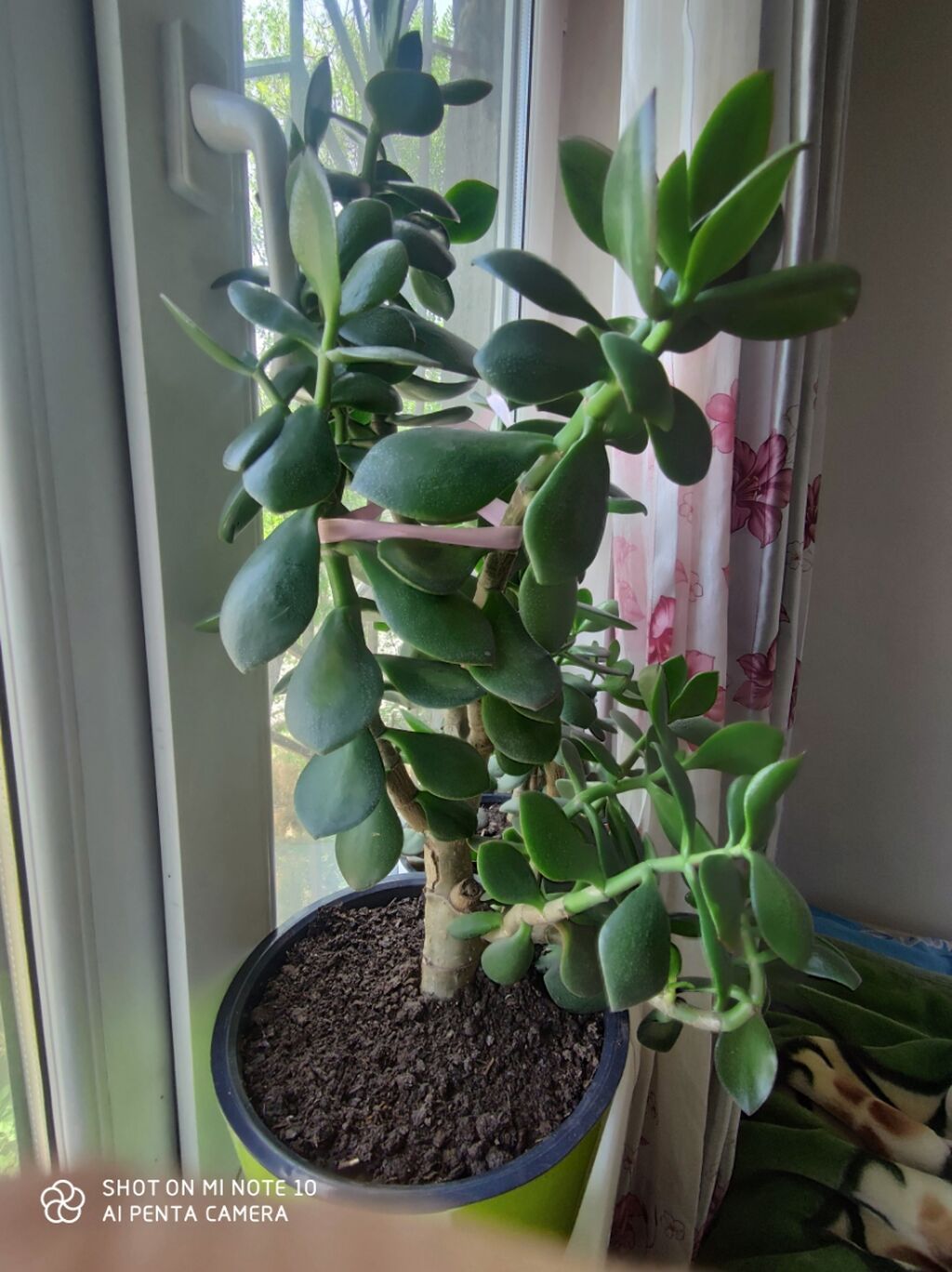 Толстянка (Crassula ovata, «денежное дерево») в декоративных горшках: фото 4