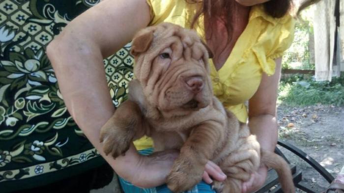 Για σκύλους: Shar Pei Cantonese ΣΑΡ ΠΕΪ σε lalafo.gr Shar Pei Cantonese ΣΑΡ ΠΕΪ σε Αθήνα